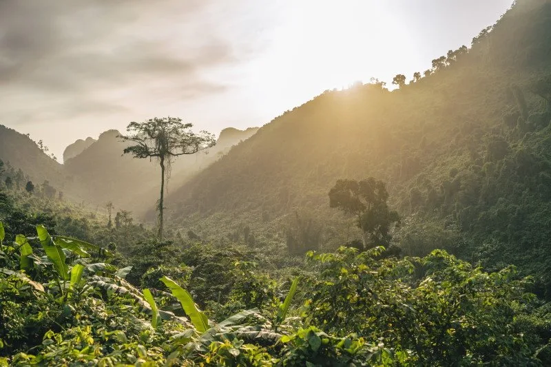 EUDR Explained: The EU Deforestation Regulation for Packaging